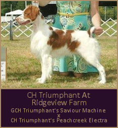 CH Triumphant At Ridgeview Farm